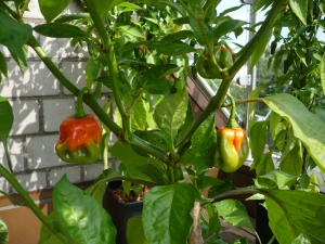 Bhut 8.10.JPG