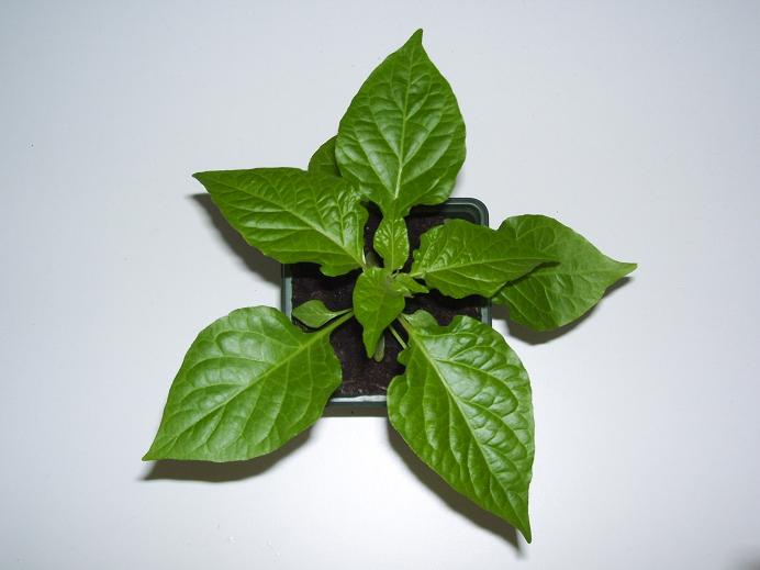 Bhut IS II 02.jpg