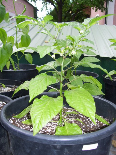 Bhut IS II.jpg