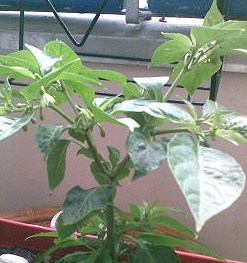 Bhut J.jpg