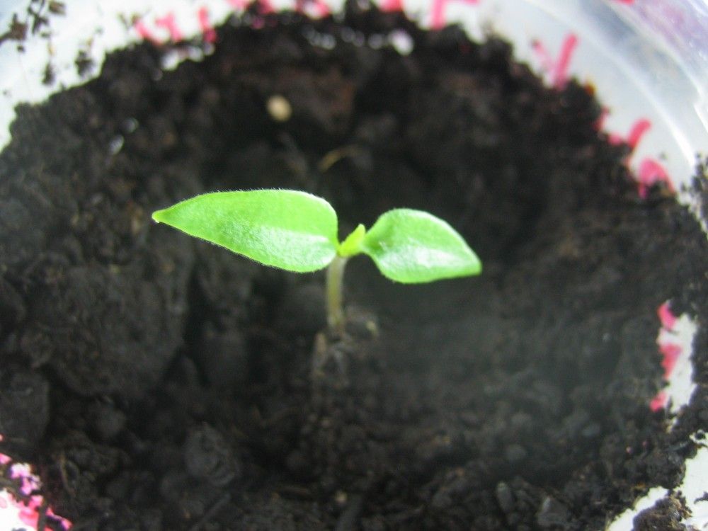 Bhut Jolokia 001.jpg
