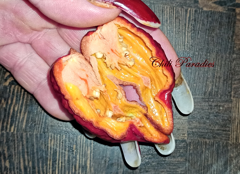 Bhut Jolokia brown.jpg