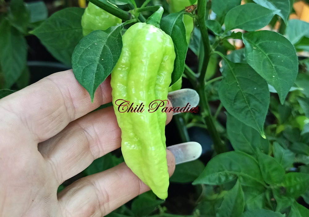 Bhut Jolokia.jpg