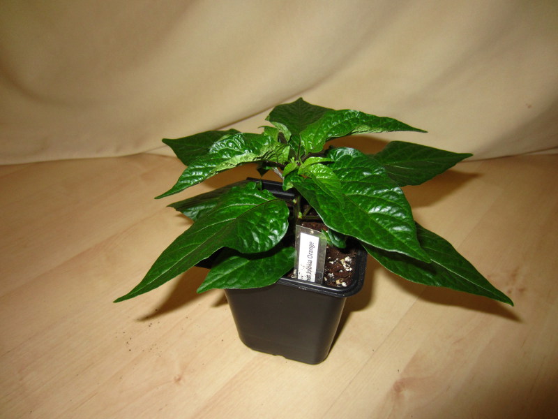 Bhut Jolokia orange.JPG