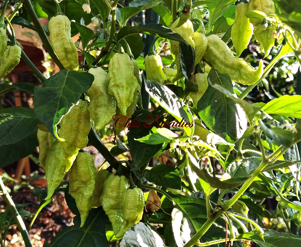 Bhut Jolokia peach.jpg