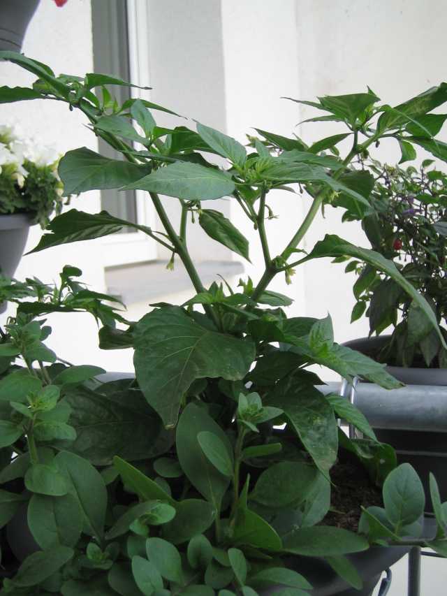 Bhut Jolokia Yellow.JPG