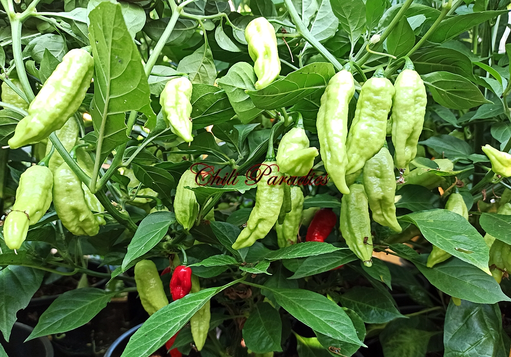 Bhut Jolokia1.jpg