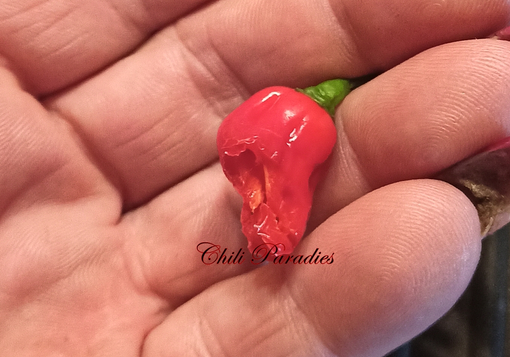 Bhut Jolokia2.jpg
