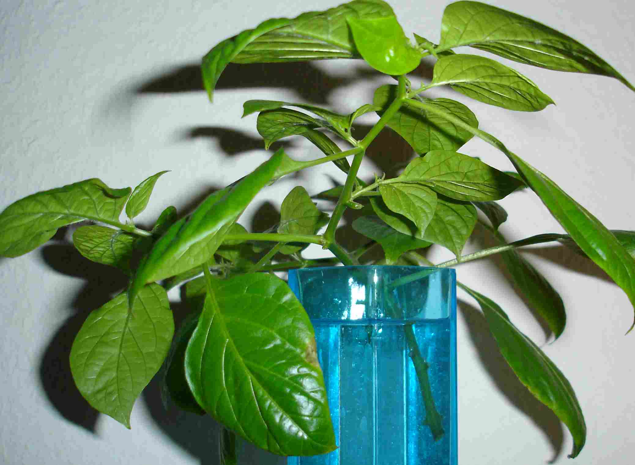 bhut steckling.JPG