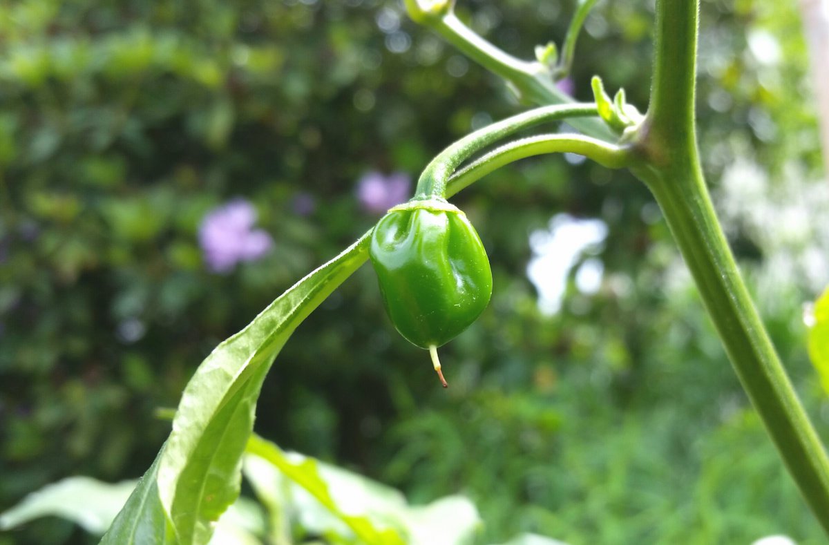 Bhut Strain II x Lotah Bih F2.jpg