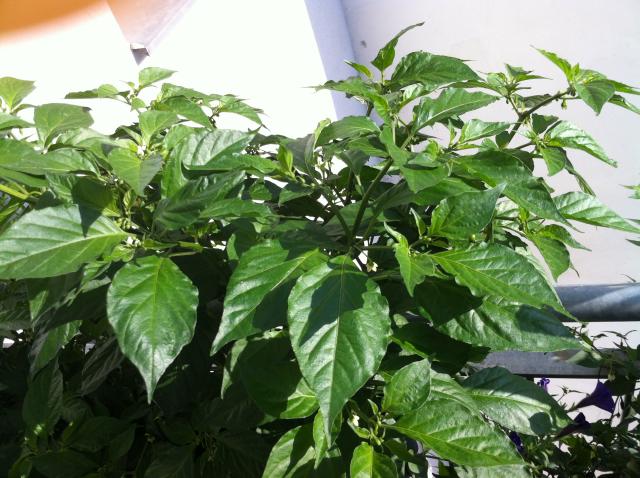 Bhut Yellow 2.jpg