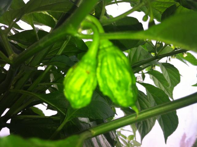 Bhut Yellow 2.JPG