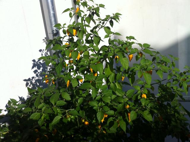Bhut Yellow 2.jpg