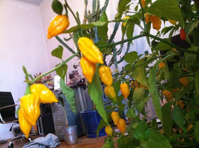 Bhut Yellow 2.jpg
