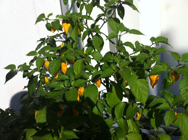 Bhut Yellow 3.jpg