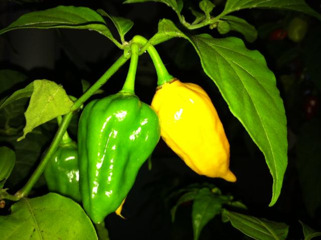 Bhut Yellow 3.jpg