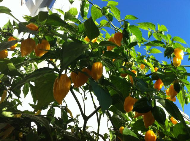 Bhut Yellow 4.jpg