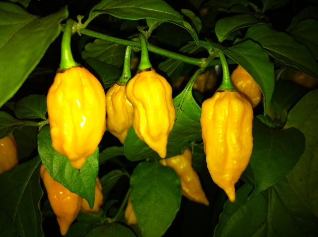 Bhut Yellow 4.jpg