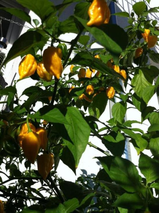 Bhut Yellow 5.jpg