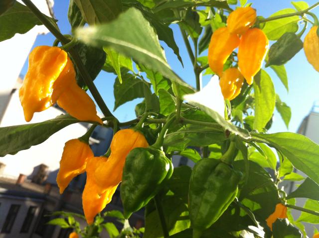 Bhut Yellow 6.jpg