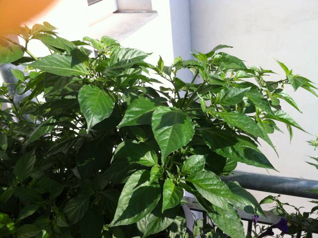 Bhut Yellow.jpg