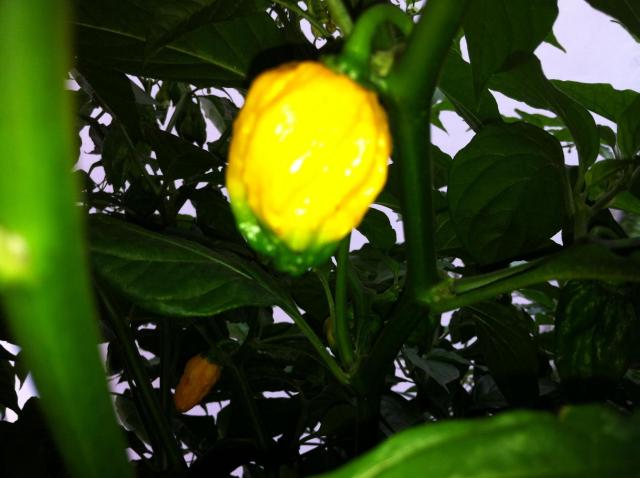 Bhut Yellow.jpg
