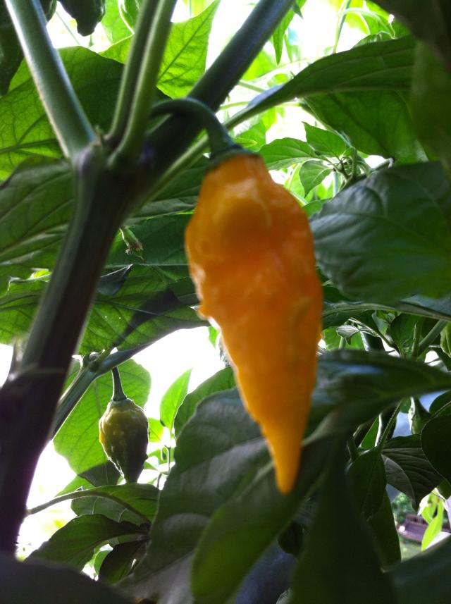 Bhut Yellow.jpg