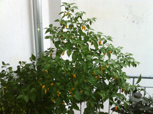 Bhut Yellow.jpg