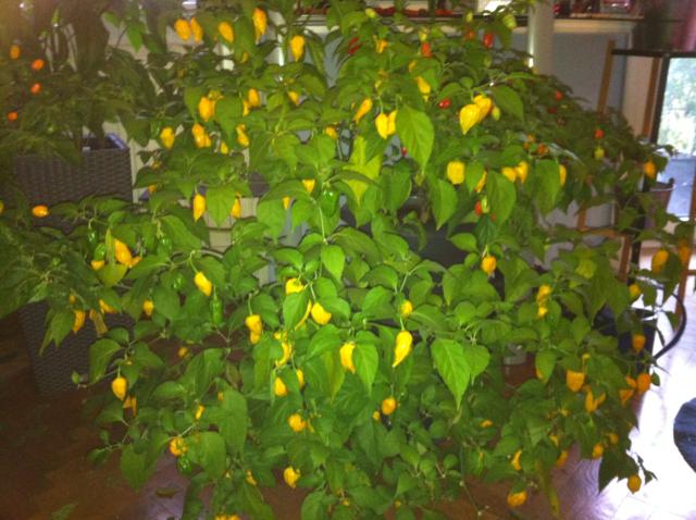 Bhut Yellow.jpg