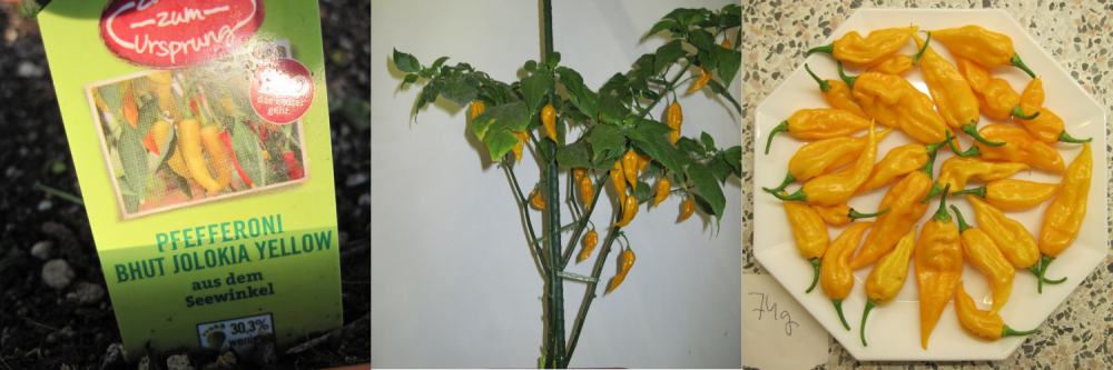 Bhut Yellow.jpg