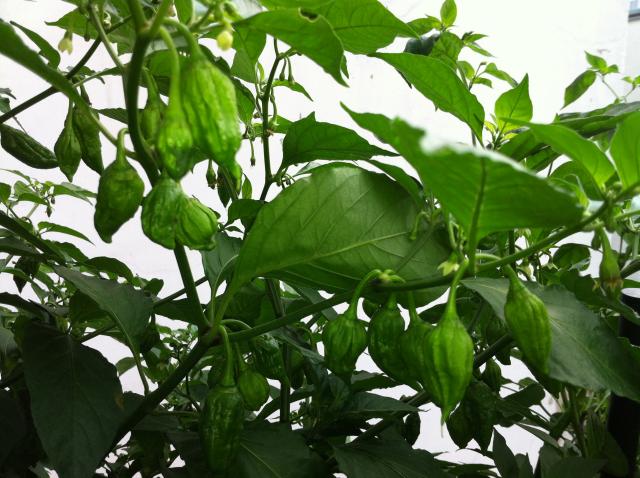 Bhut Yellow2.jpg