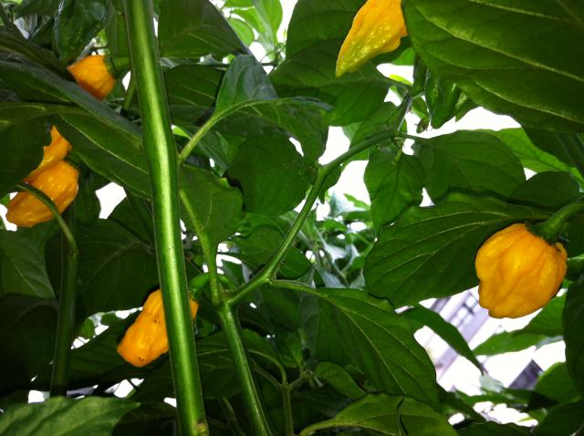 Bhut Yellow2.jpg