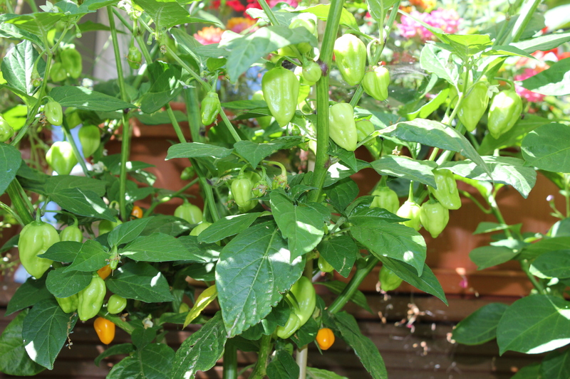 bhut-yellowmas5b.jpg