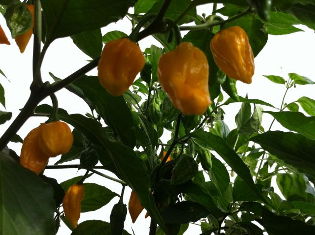 Bhut2.JPG