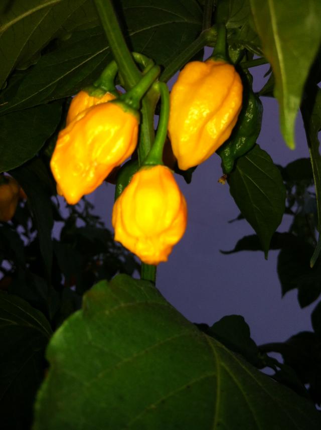 Bhut4.JPG