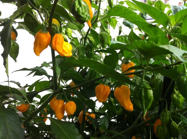 Bhut5.JPG