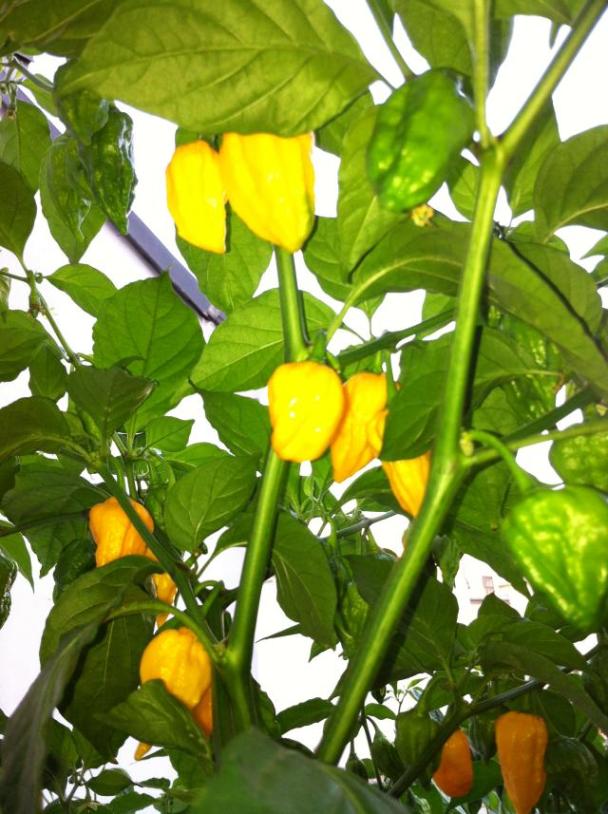 Bhut6.JPG