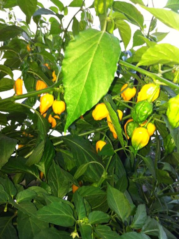 Bhut7.JPG