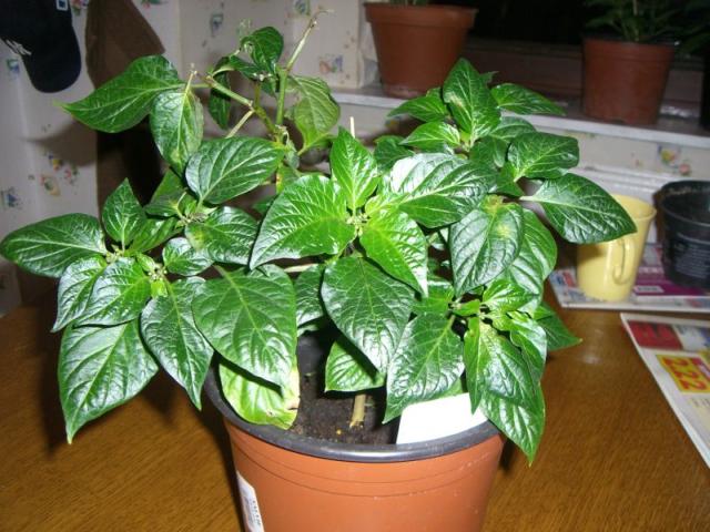 Bhut_Jolokia_2010_2.jpg