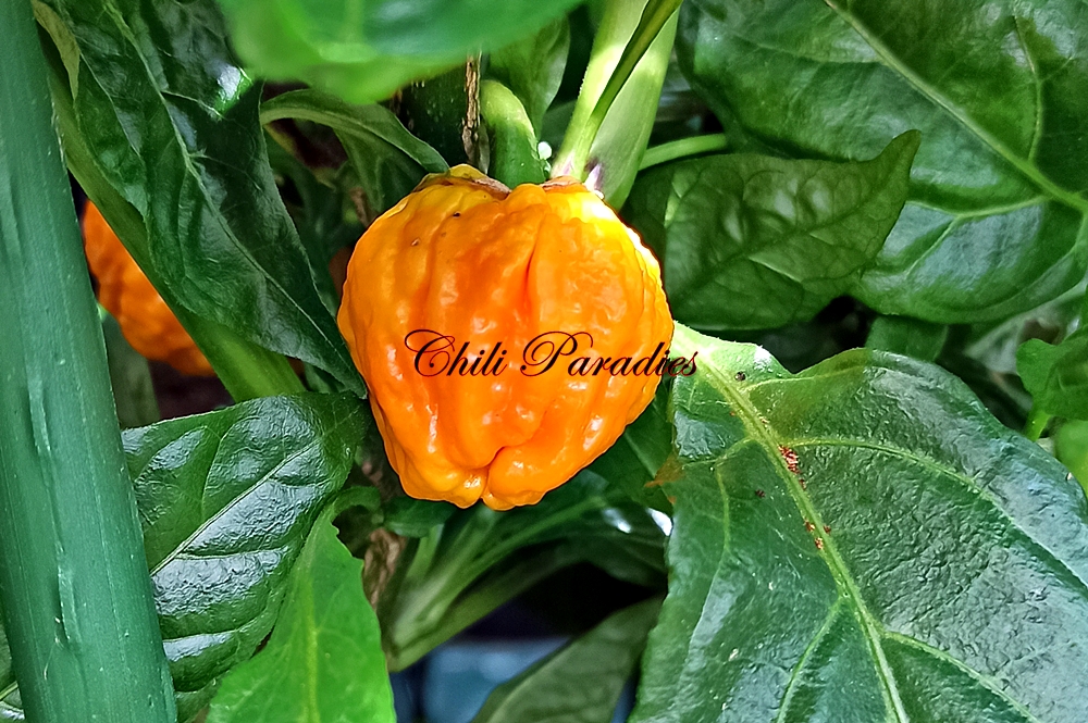 Bhut_Jolokia_red_roter_Kelch.JPG