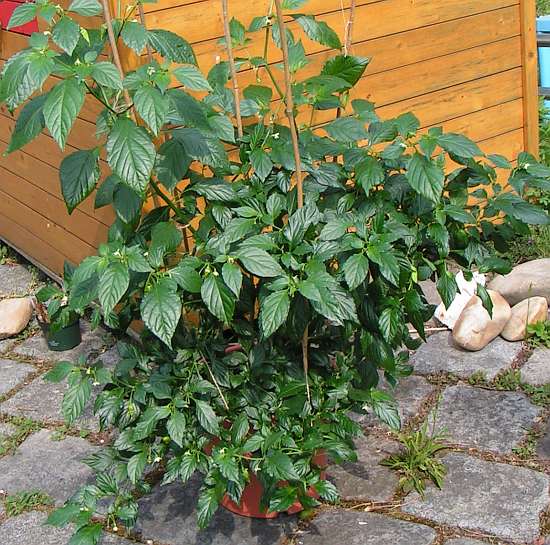 bhut_small_2011_0427_135812.jpg