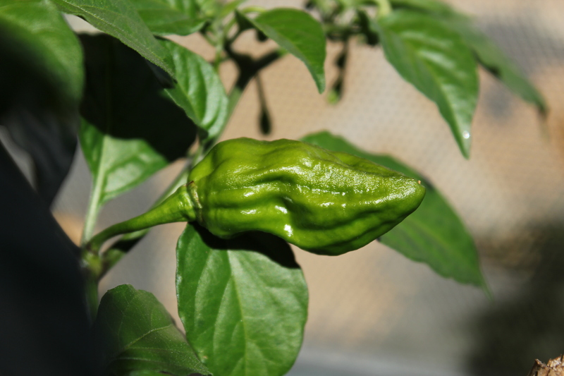bhutfragezeichen5n6a.jpg