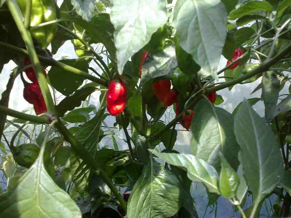 BhutJolokia August 2013.jpg