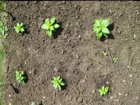 Bhuts01.JPG
