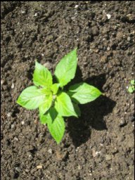 Bhuts02.JPG
