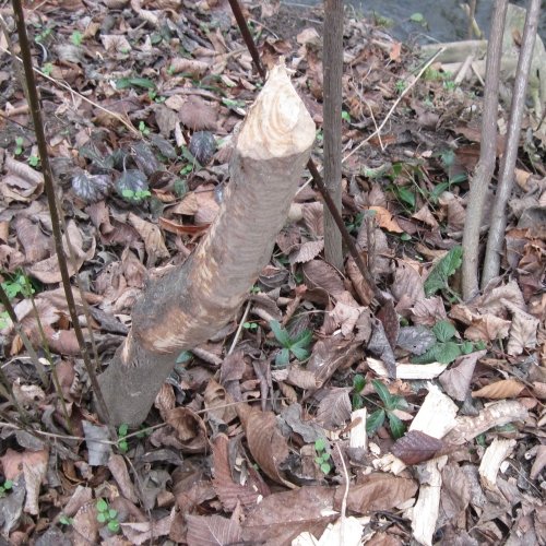 Biber-01.JPG