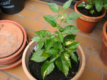 BILD0001_small.jpg