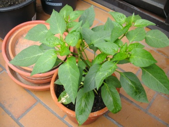BILD0002_small.jpg