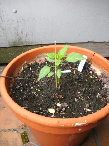 BILD0009_small.jpg