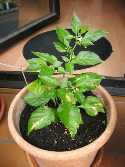 BILD0020_small.jpg